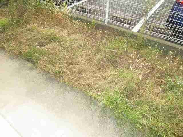 ��ʌ��@�c�s���V�h�S���ڂ̃}���V�����̃o���R�j�[