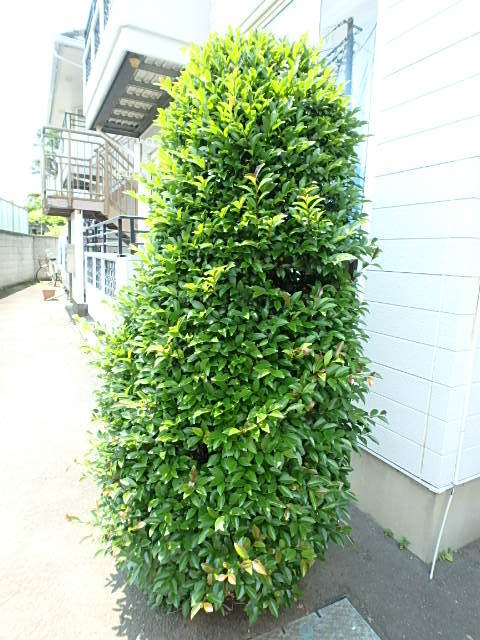 ��ʌ��������܎s��{��k�ܒ��Q���ڂ̃A�p�[�g�̂��̑�